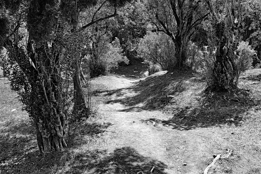 photo "***" tags: landscape, black&white, forest