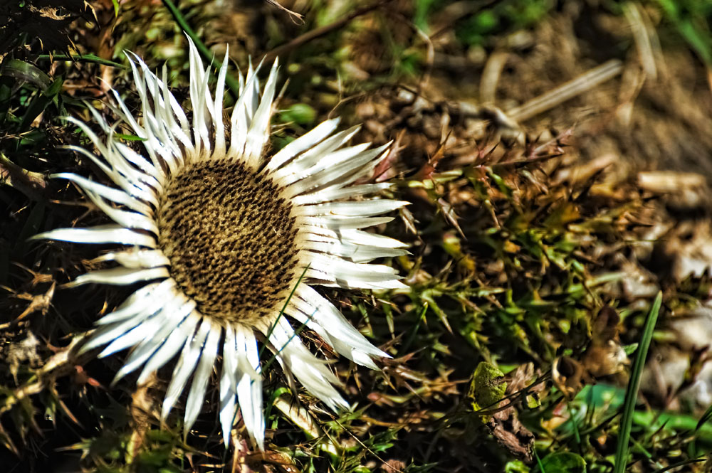 photo "transitory 35 *" tags: nature, landscape, autumn, flowers