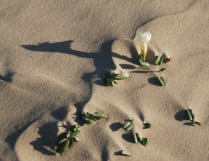 photo "Flowers on the sand.(2)" tags: nature, flowers
