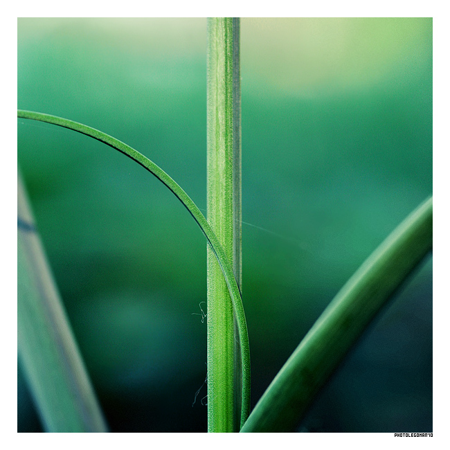 photo "Grass Lines" tags: macro and close-up, nature, flowers