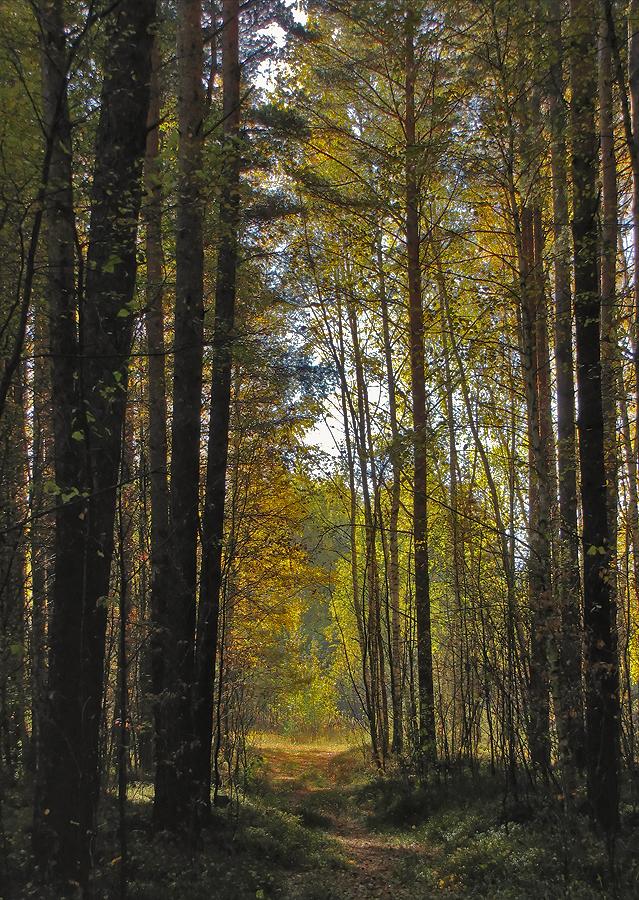 фото "В конце сентября" метки: пейзаж, лес, осень