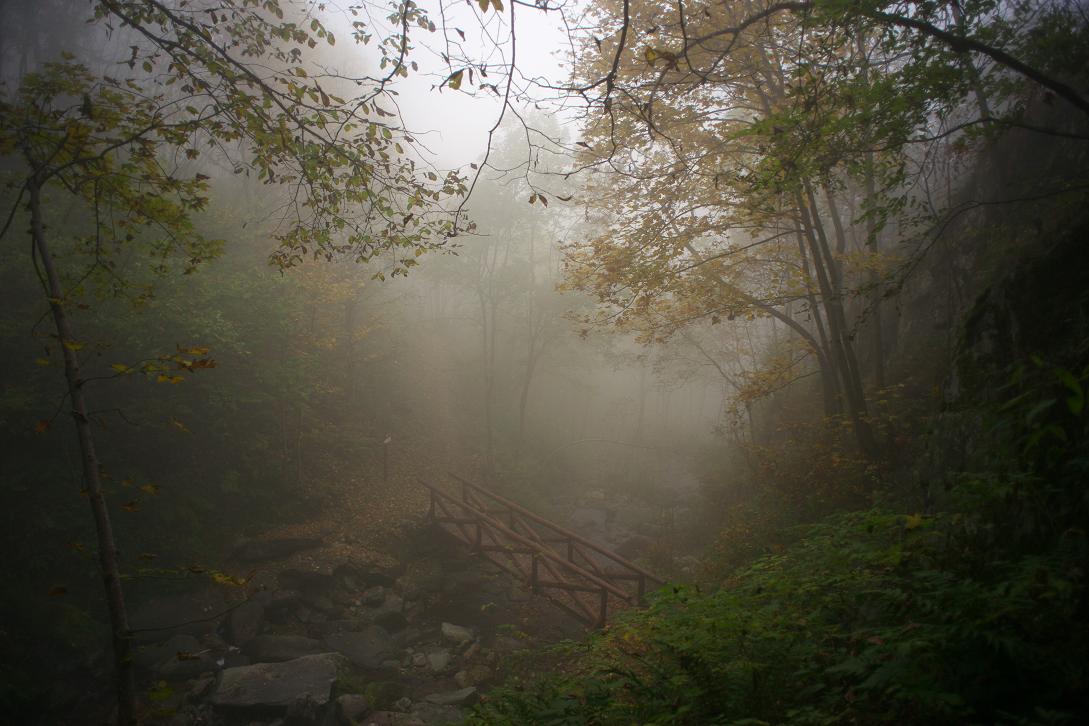 фото "more and more foggy" метки: пейзаж, лес