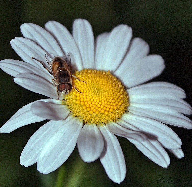 photo "Daisy" tags: nature, 