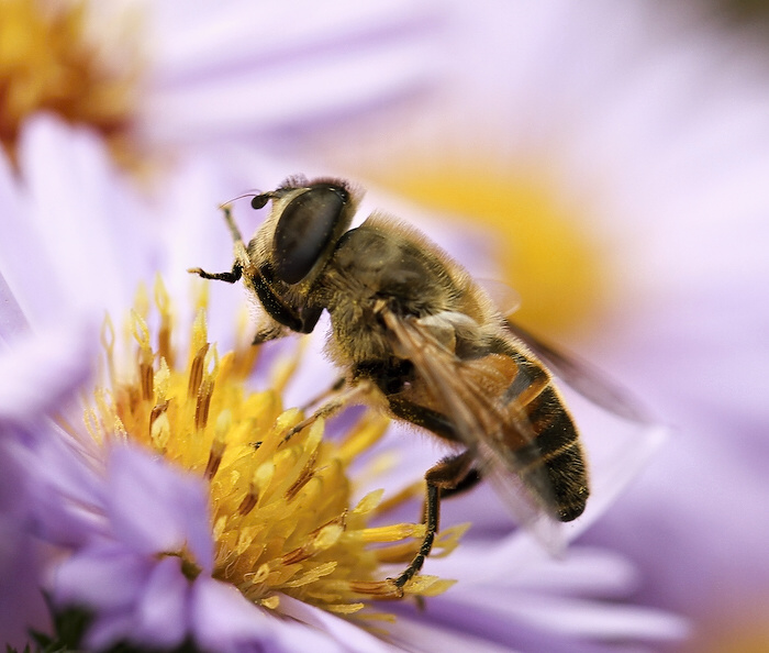 photo "***" tags: nature, insect