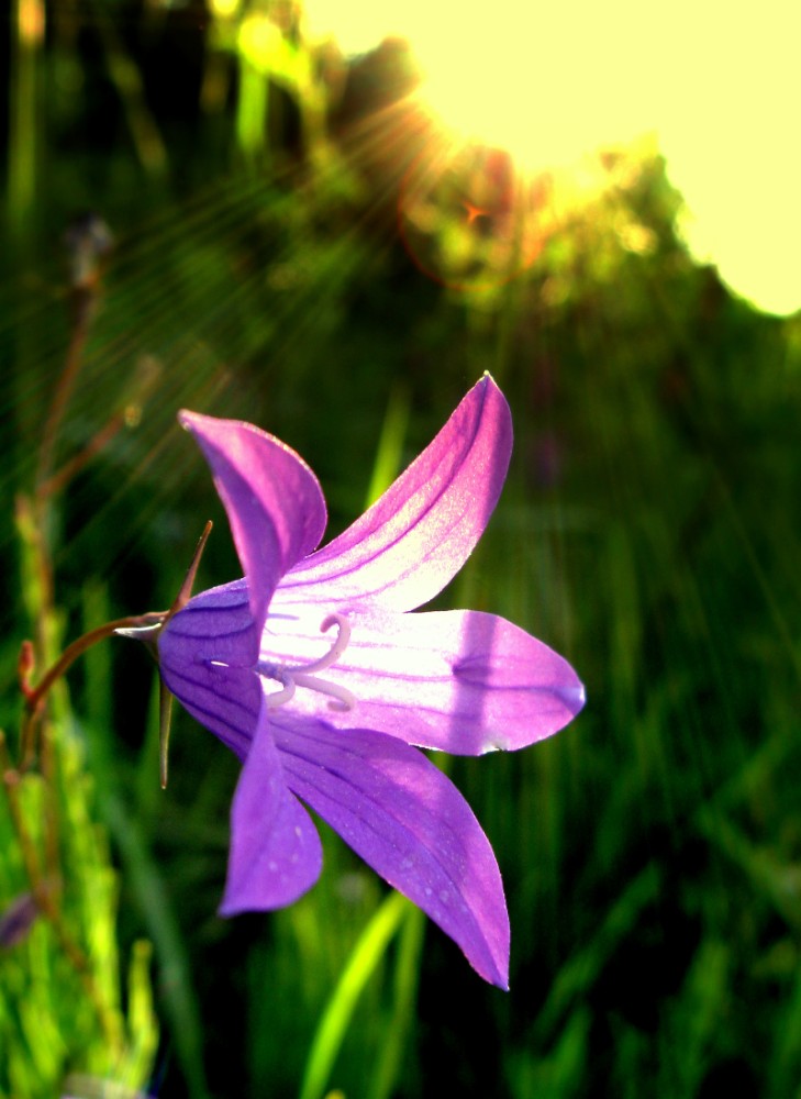 фото "Колоколец" метки: природа, цветы