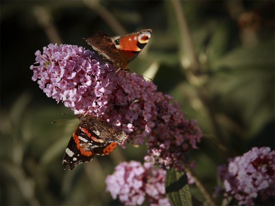 photo "***" tags: nature, insect