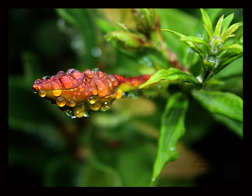 photo "Serenti wet" tags: nature, flowers