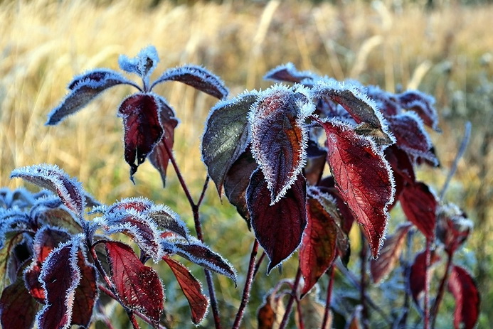 photo "***" tags: nature, 