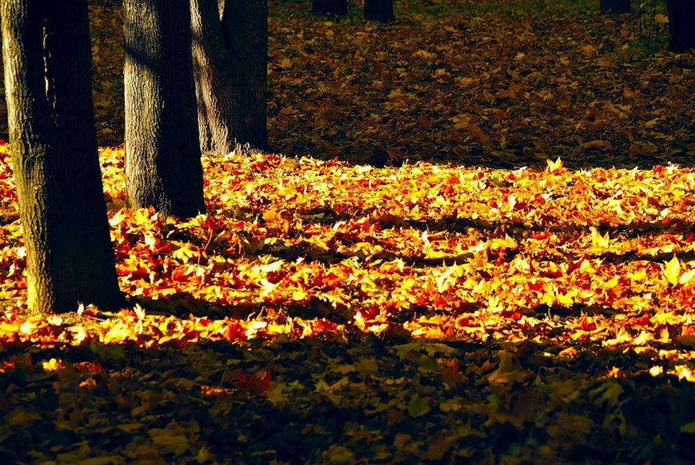 photo "***" tags: landscape, forest