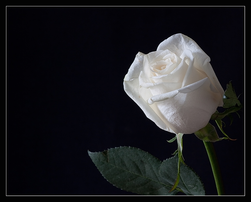 photo "Rose" tags: nature, flowers