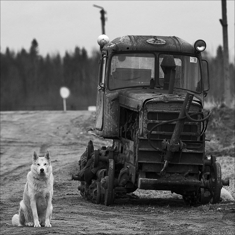 фото "На боевом посту" метки: природа, жанр, домашние животные