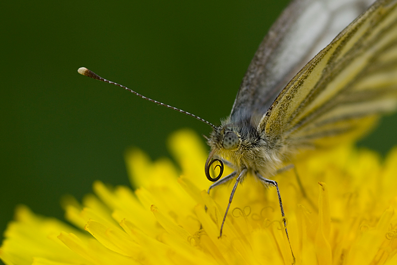 photo "***" tags: nature, macro and close-up, insect