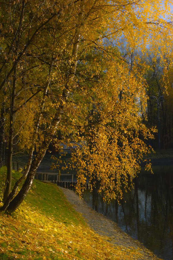 фото "золотой октябрь" метки: пейзаж, осень