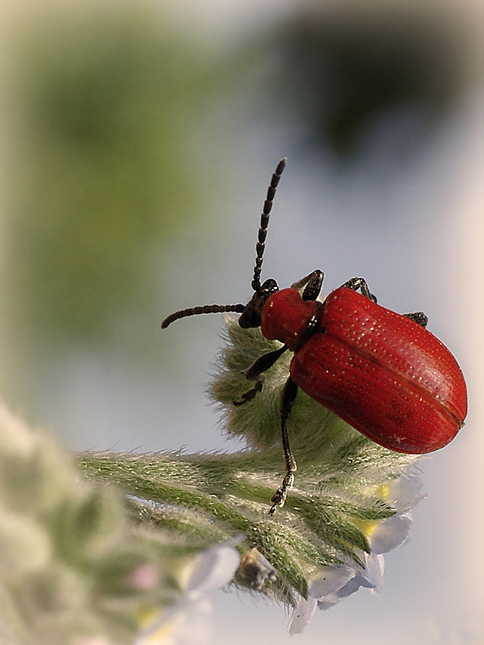 фото "Men in red" метки: макро и крупный план, природа, насекомое