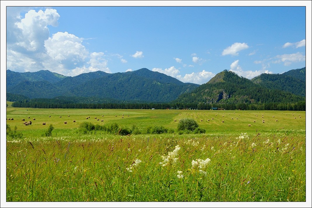 photo "On field" tags: landscape, mountains, summer