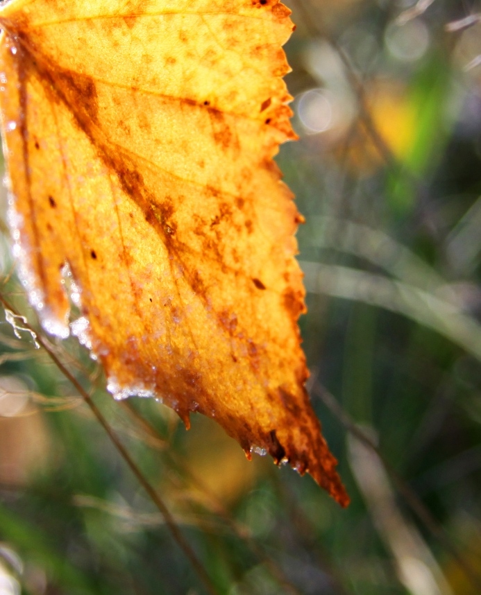 photo "***" tags: macro and close-up, 