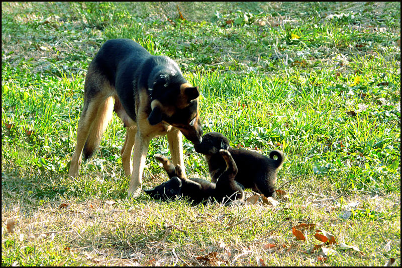 фото "Maternal Love / Материнская любовь" метки: репортаж, домашние животные