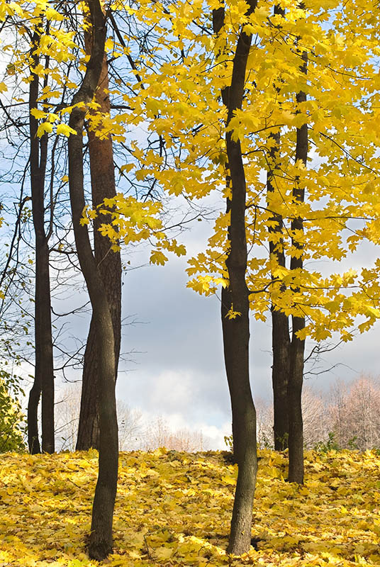photo "About symmetry" tags: landscape, autumn