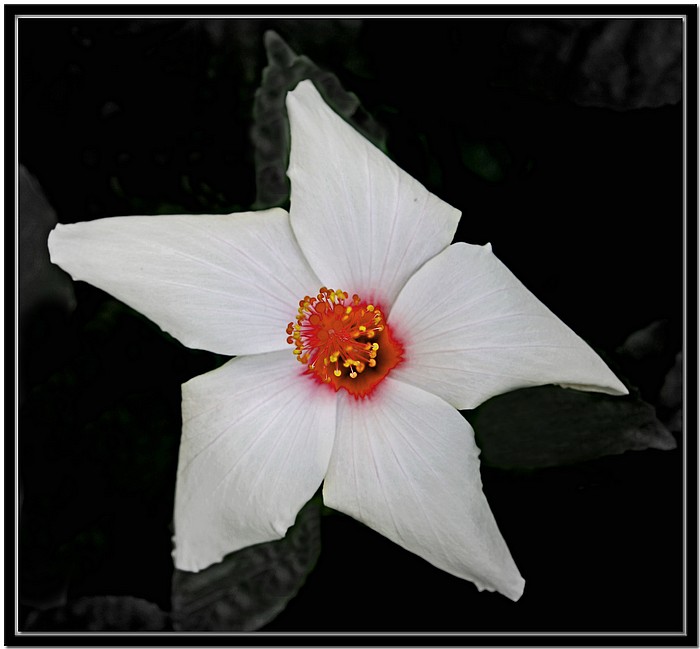 photo "White Hibiscus" tags: nature, macro and close-up, flowers