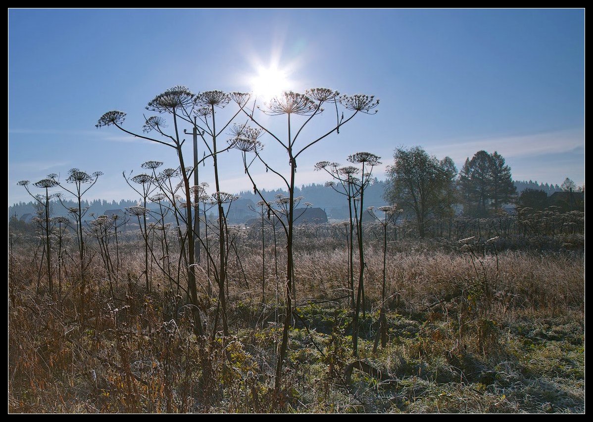 photo "frosty morning" tags: landscape, nature, autumn, flowers