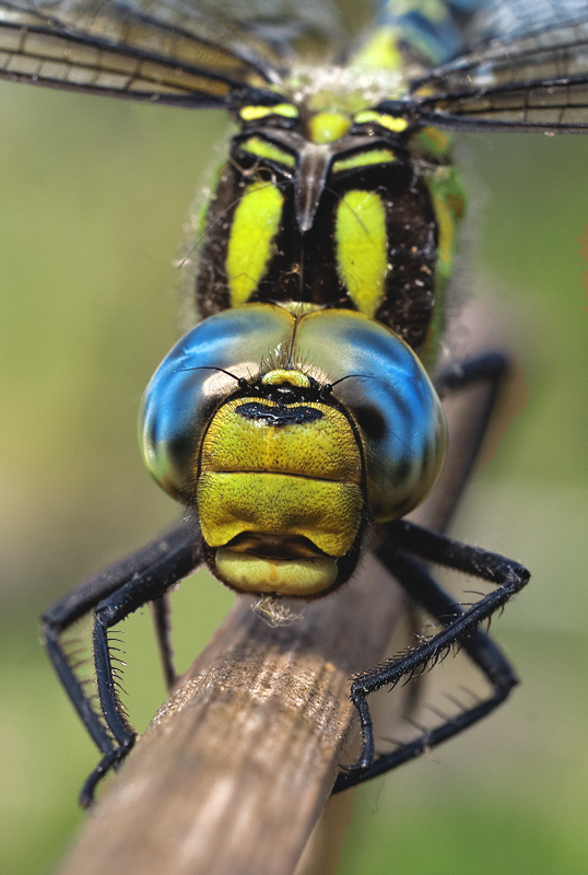 photo "***" tags: macro and close-up, 