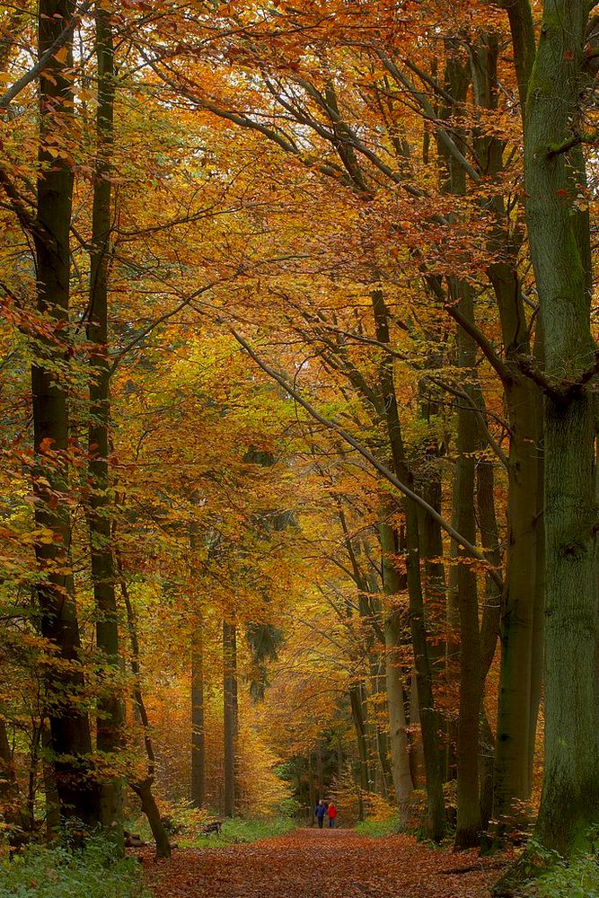 photo "autumn" tags: landscape, autumn, forest