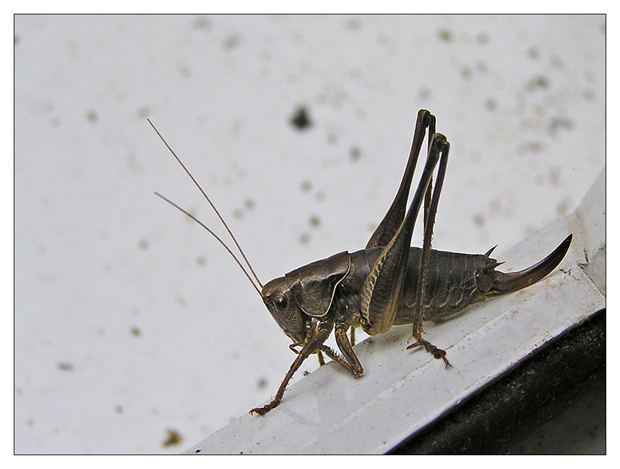 photo "-   Challenge me at your peril?" tags: nature, macro and close-up, insect