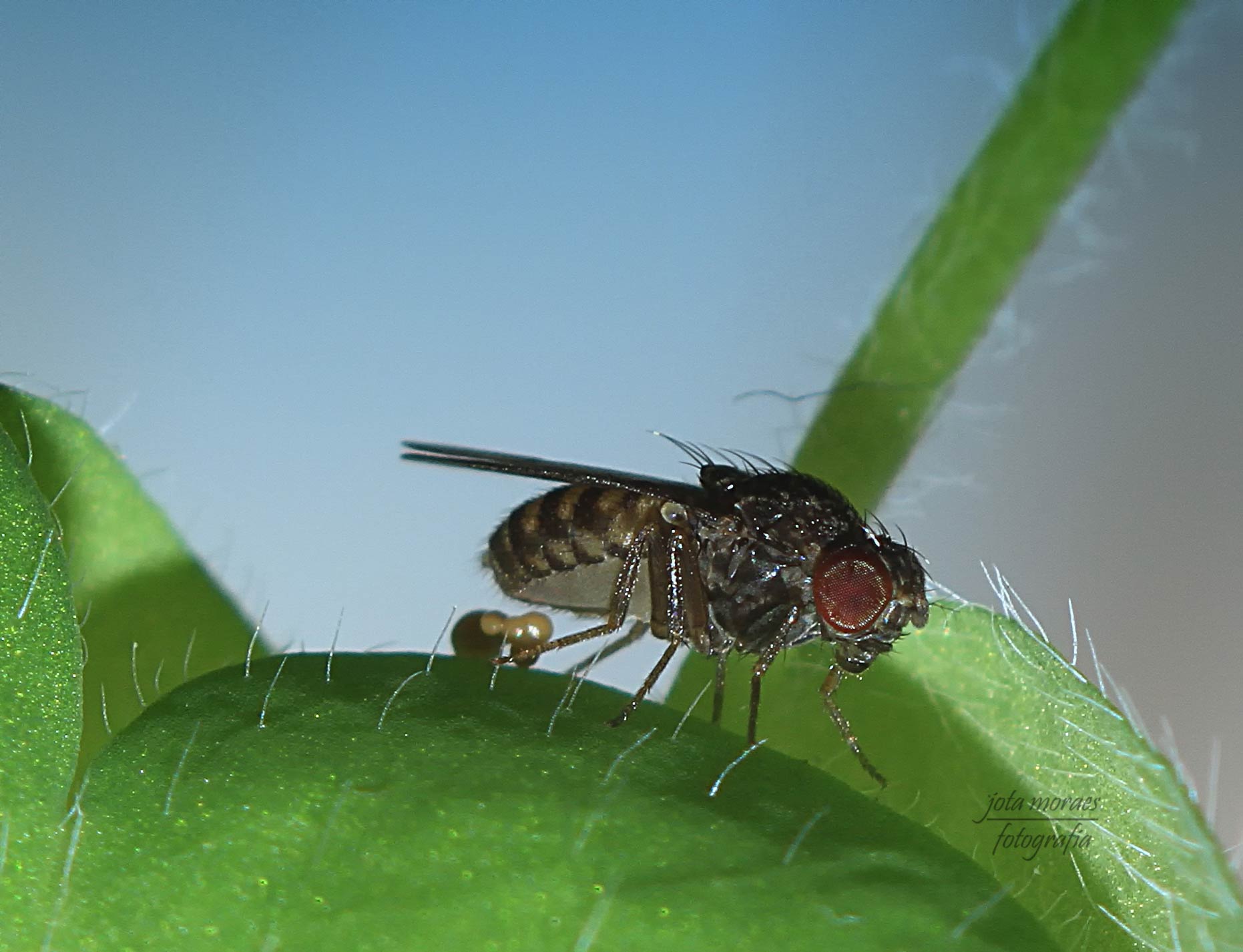 фото "Fly" метки: природа, макро и крупный план, насекомое