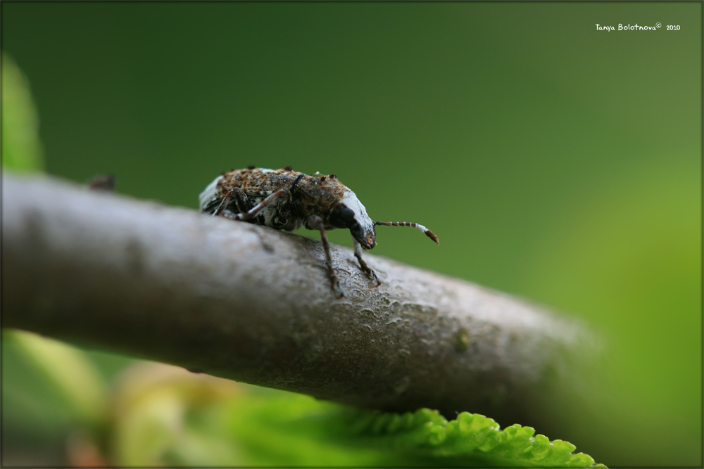 photo "African warrior" tags: nature, macro and close-up, insect