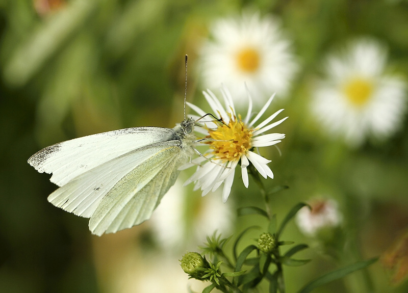 photo "***" tags: nature, insect