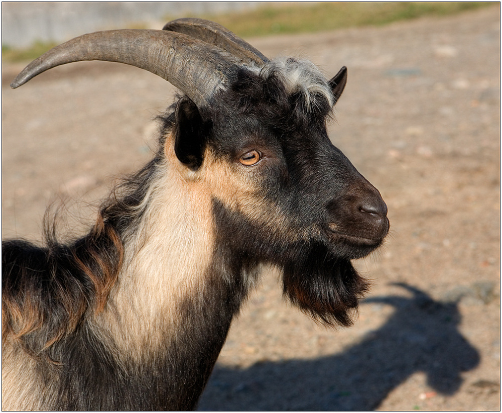 photo "Portrait with a shadow" tags: nature, portrait, pets/farm animals