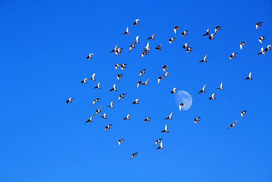 фото "The taste of freedom / Вкус свободы" метки: пейзаж, природа, birds, blue, flight, spring, небо