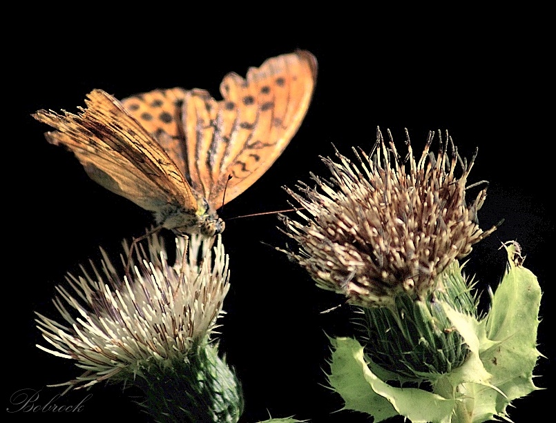 фото "Butterfly" метки: природа, дикие животные