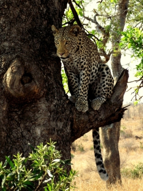 photo "Leopard" tags: nature, wild animals