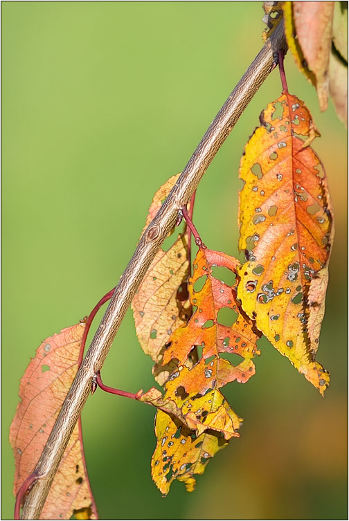 photo "***" tags: landscape, autumn