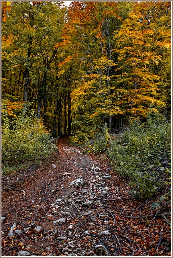 photo "***" tags: landscape, forest