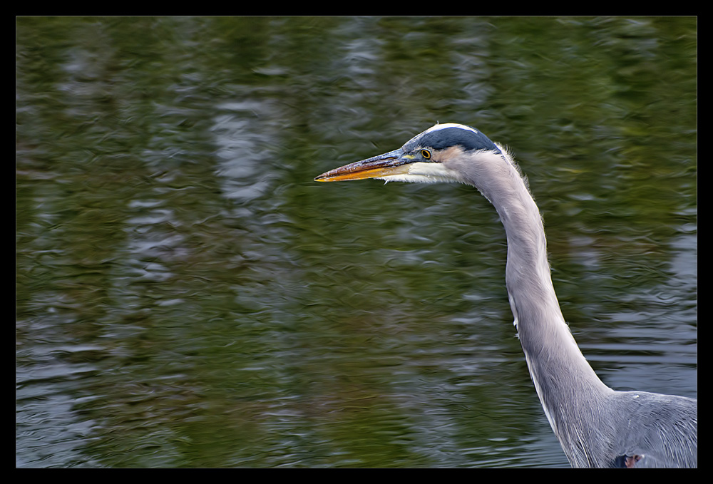 photo "What lies beneath" tags: nature, wild animals