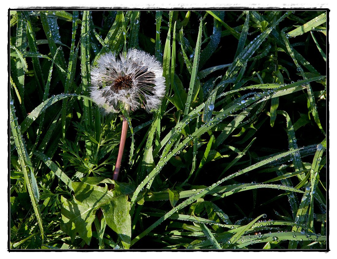 photo "Dandelion in October" tags: nature, macro and close-up, flowers