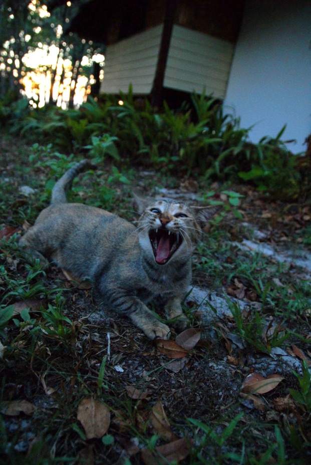 фото "island cat" метки: путешествия, репортаж, 