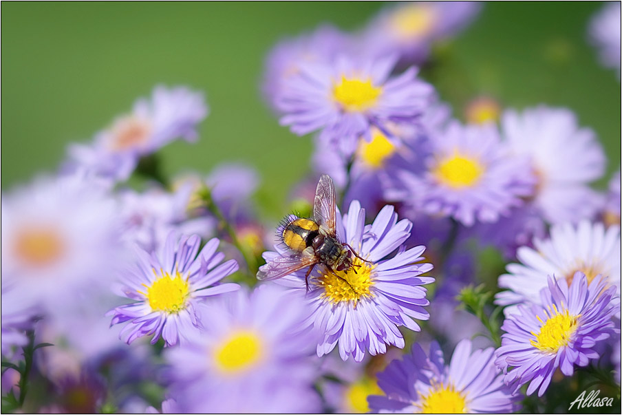 photo "***" tags: nature, flowers, insect