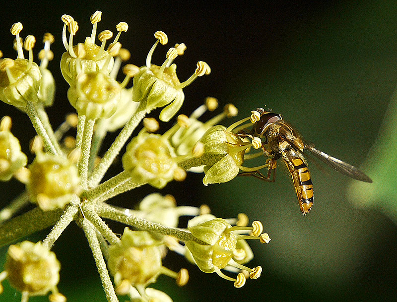 photo "The Last Hoover" tags: nature, insect