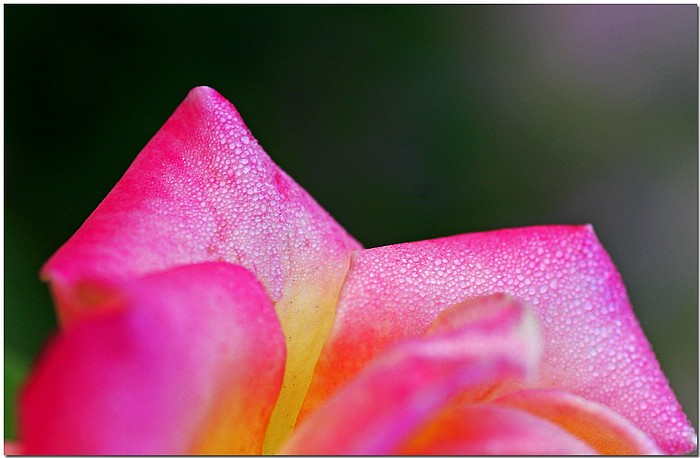фото "Dewy Pink" метки: природа, макро и крупный план, цветы