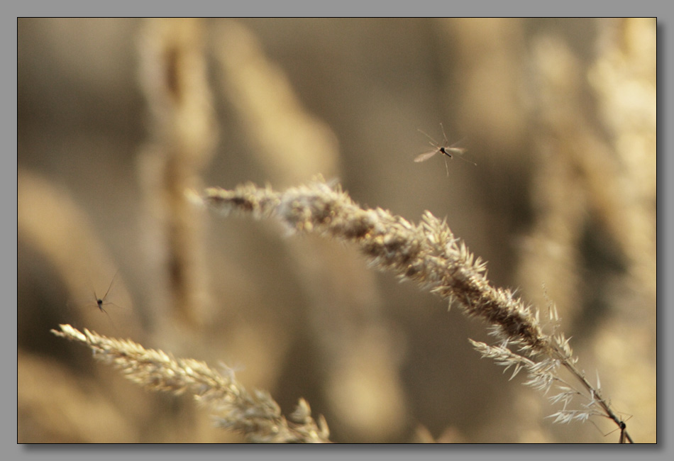 photo "Комариная жизнь" tags: macro and close-up, nature, insect