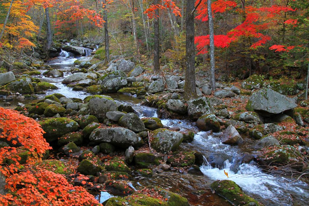 фото "Клёны у реки" метки: пейзаж, осень
