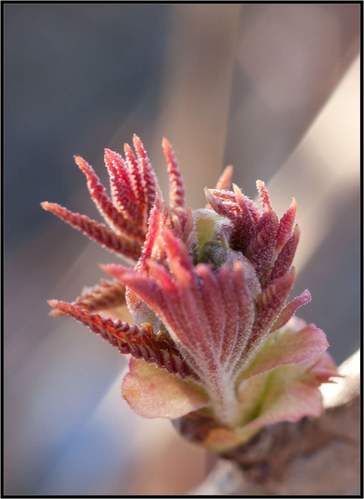 photo "elder" tags: nature, macro and close-up, flowers