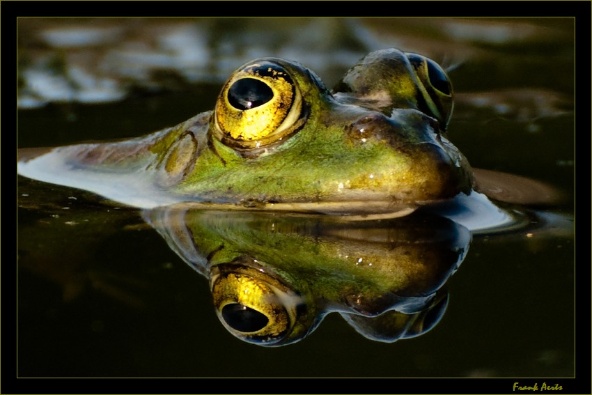 photo "Frog 1" tags: nature, wild animals