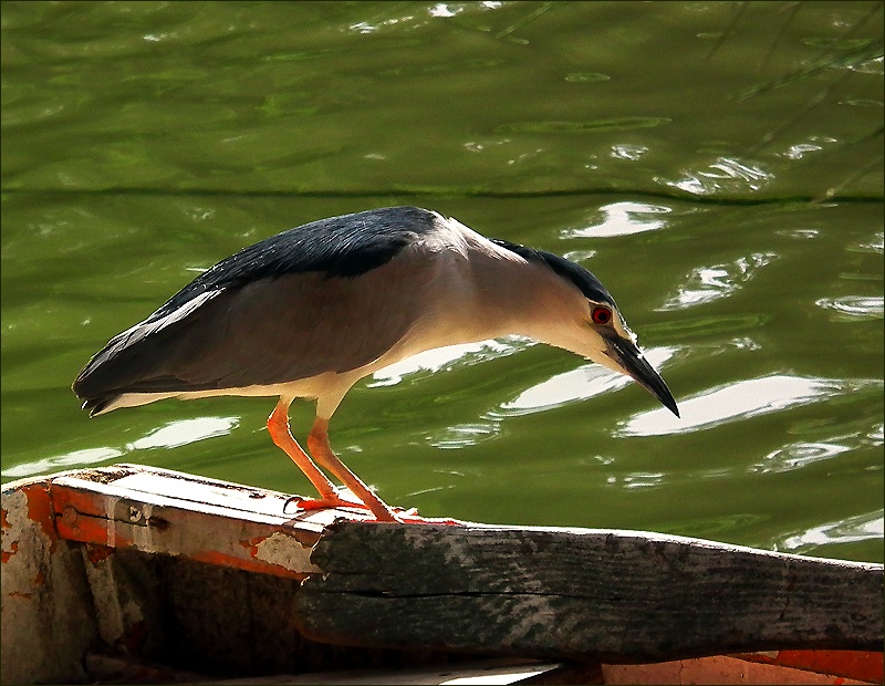 photo "Bearing to objective" tags: nature, genre, wild animals