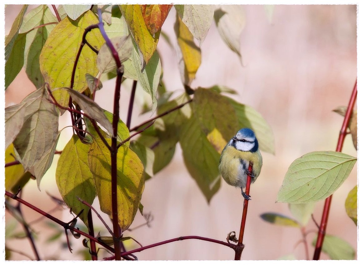 photo "bold tit" tags: nature, genre, wild animals