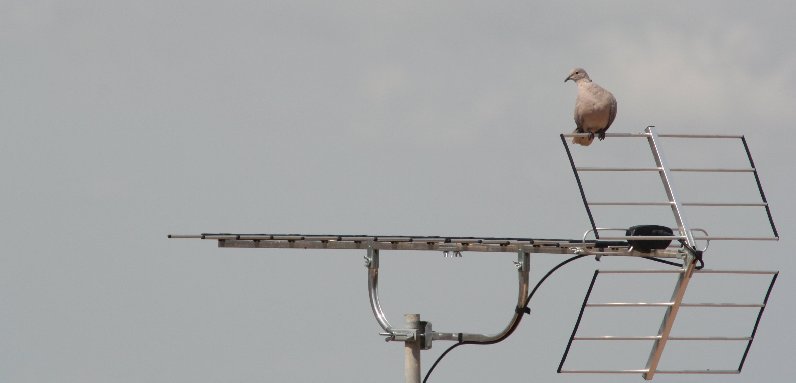 photo "a bird hi-tech" tags: reporting, 