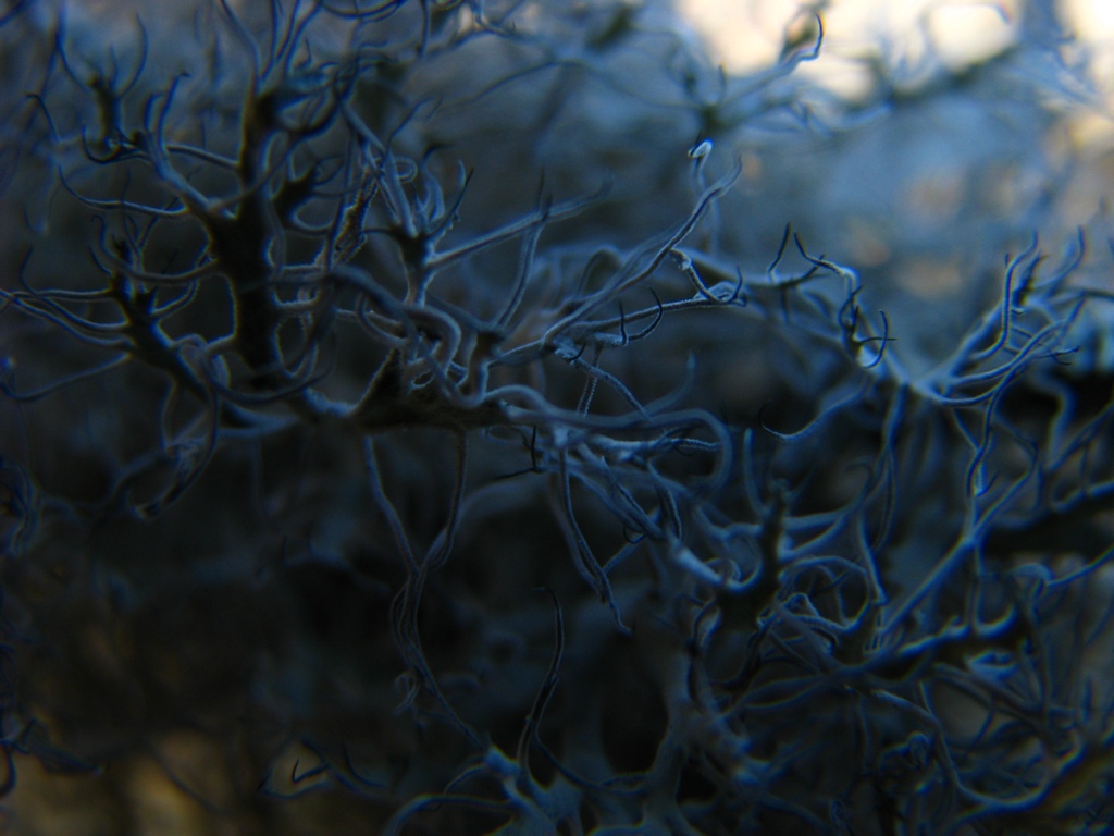 photo "***" tags: macro and close-up, nature, flowers